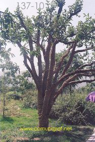 Foto 137-10 - Árbol con sus troncos y ramas enredadas con cuerda sobre el camino a la zona del museo de los Guerreros de Terracota en Xiyang cerca de la ciudad de Xían China - 17-Junio-2006