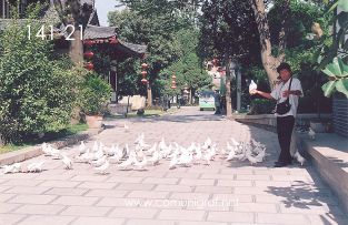 Foto 141-21 - Alimentando a las palomas en uno de los lugares turísticos del inmenso Mausoleo (aprox 60 km2) del primer emperador de china Qin Shi Huang ubicado en la ciudad de Xían en el distrito de Lintong, provincia de Shaanxi, China - 17-Junio-2006